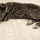 Illustration for article titled Shooting Challenge Pets Gallery 2